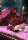 Cabrillo Marine Aquarium