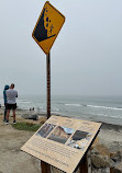 Torrey Pines State Natural Reserve