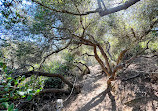 Torrey Pines State Natural Reserve