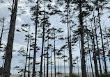 Pacific Beach State Park