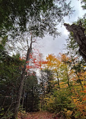 Gatineau Park Yolu