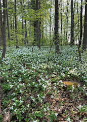 Gatineau Park Yolu