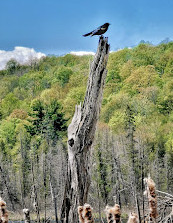 Parque Gatineau P8