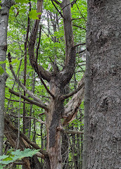 P7 Gatineau Park