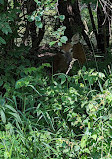 Fullersburg Woods Nature Education Center