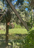 Bonnet House Museum & Gardens