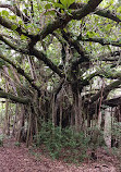 Hugh Taylor Birch State Park