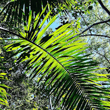 Hugh Taylor Birch State Park