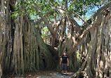 Hugh Taylor Birch State Park