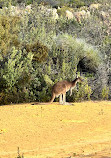 The Pinnacles Desert