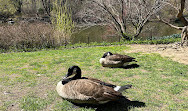 The Pond at Central Park