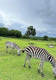 Calauit Island National Park