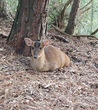 Center Parcs Elveden Forest