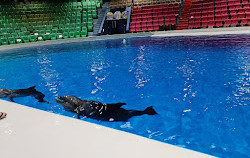 Dubai Dolphinarium