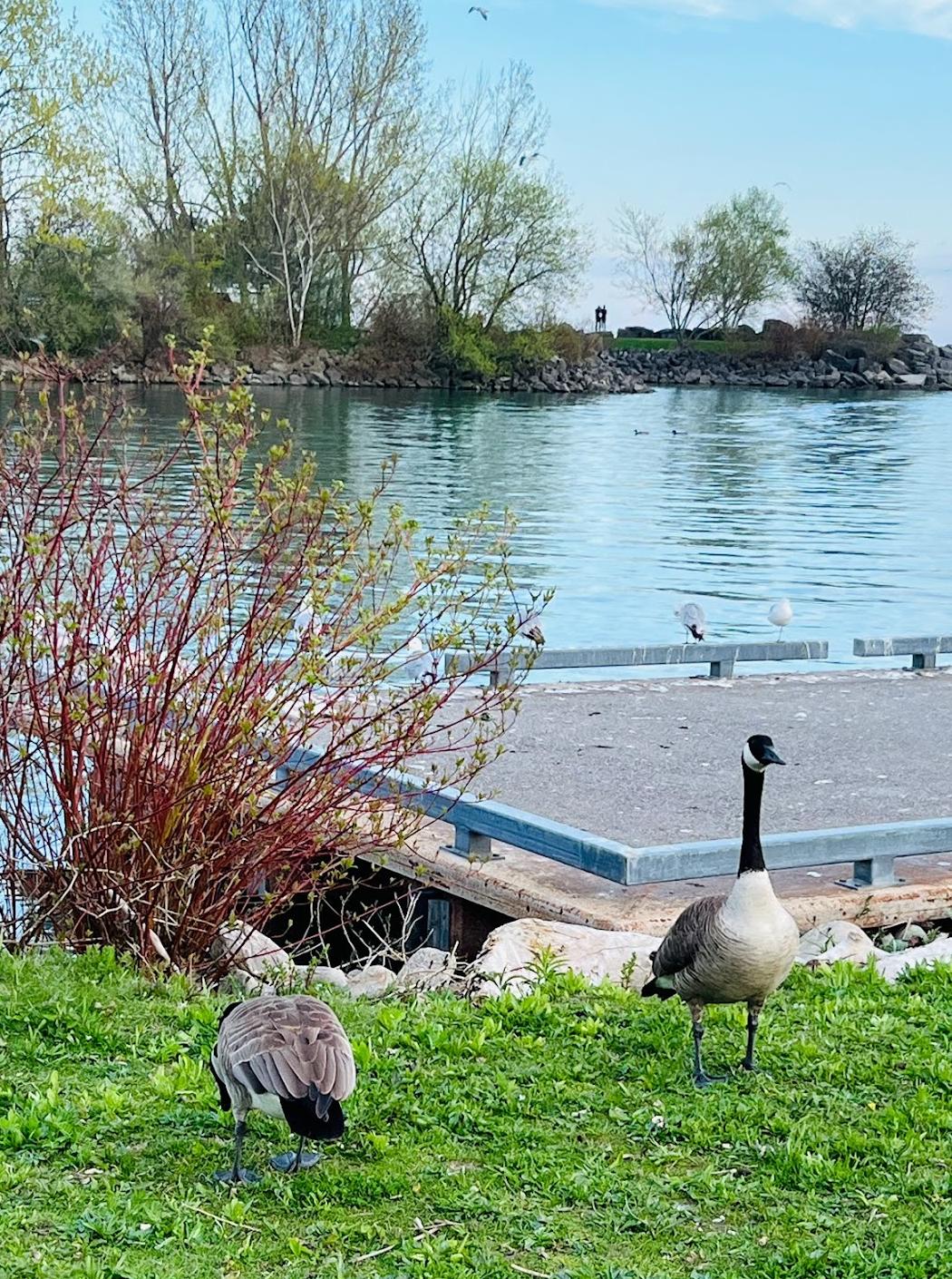 Bluffers Park Public Boat Launch