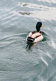 Bluffers Park Public Boat Launch