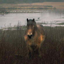 Rainton Meadows Nature Reserve