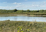 Rainton Meadows Nature Reserve