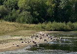 Rainton Meadows Nature Reserve