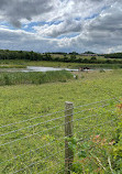 Rainton Meadows Nature Reserve