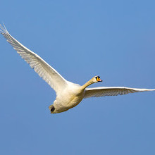 Rainton Meadows Nature Reserve