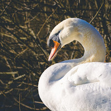 Rainton Meadows Nature Reserve