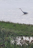 Rainton Meadows Nature Reserve