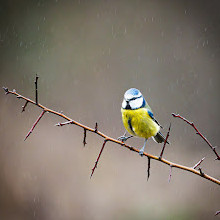 Rainton Meadows Nature Reserve