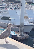 IGY Marina Cabo San Lucas