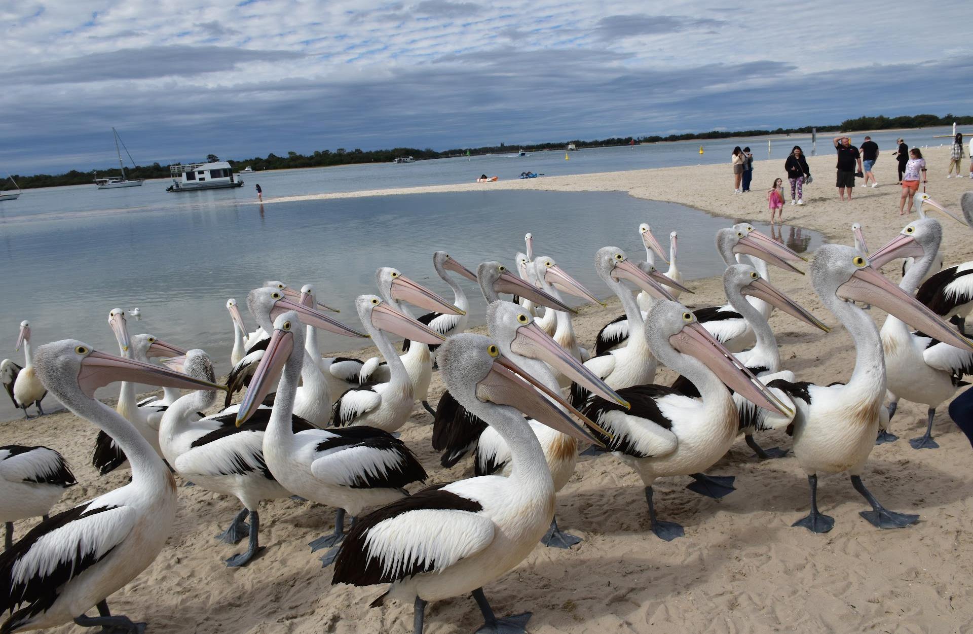 Ian Dipple Lagoon