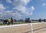 Tampa Bay Downs