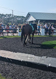 Tampa Bay Downs