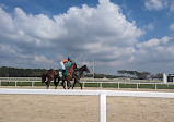 Tampa Bay Downs