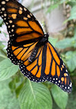 Gold Coast Butterflies