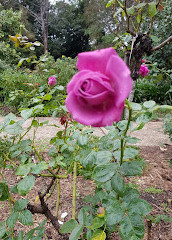 Gold Coast Regional Botanic Gardens