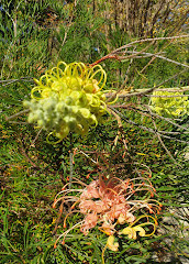 Gold Coast Regional Botanic Gardens