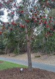 Gold Coast Regional Botanic Gardens