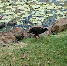 Gold Coast Regional Botanic Gardens