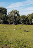 Coombabah Lakelands Conservation Area