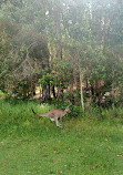 Coombabah Lakelands Conservation Area