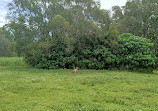 Coombabah Lakelands Conservation Area