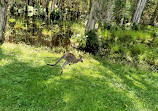 Coombabah Lakelands Conservation Area