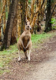 Coombabah Lakelands Conservation Area