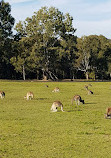 Coombabah Lakelands Conservation Area