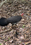 Coombabah Lakelands Conservation Area