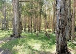 Coombabah Lakelands Conservation Area