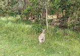 Coombabah Lakelands Conservation Area