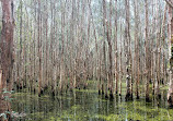 Coombabah Lakelands Conservation Area