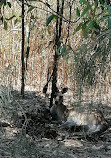 Parque de conservación del lago Coombabah