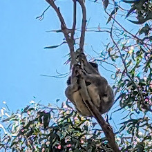 Coombabah Lake Conservation Park